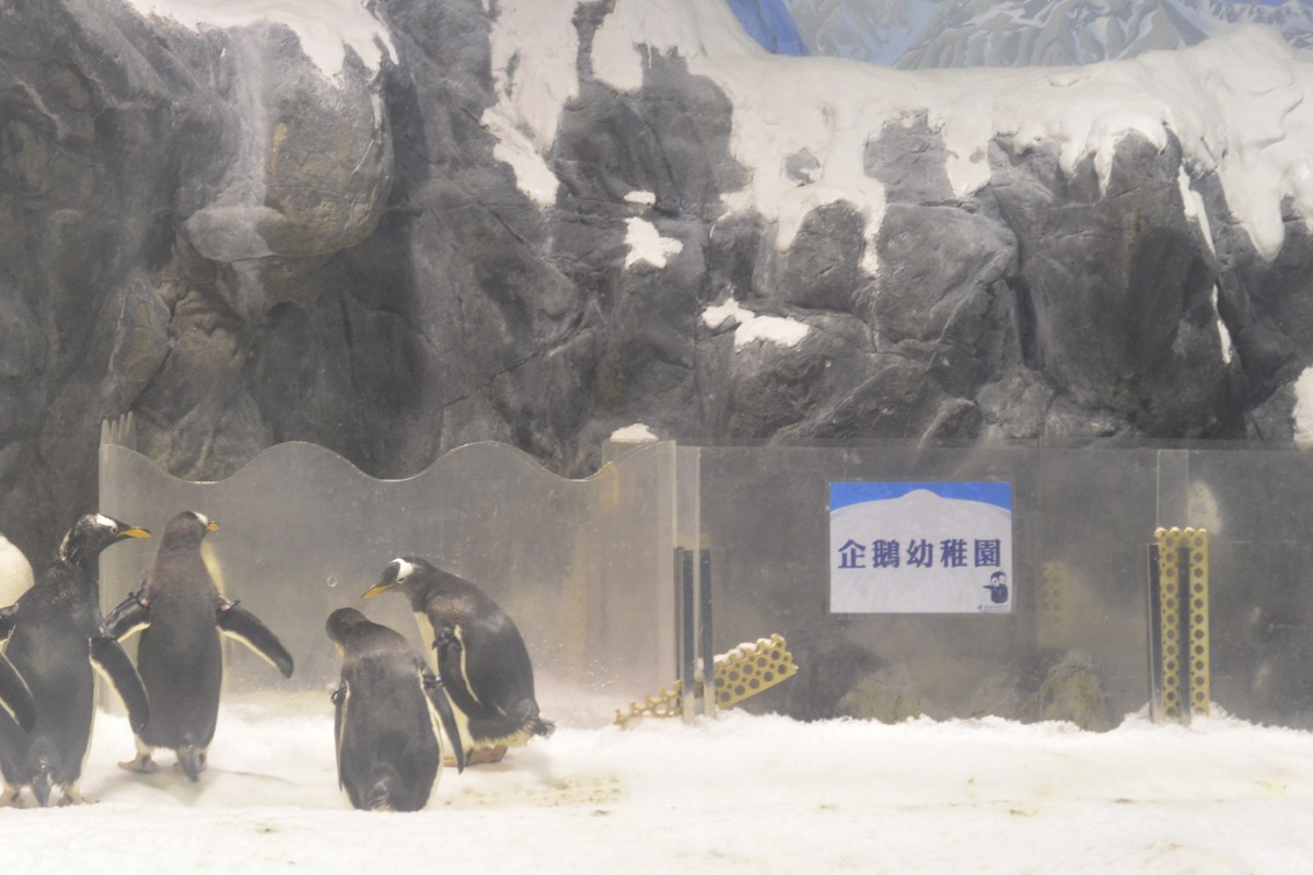 企鵝爸爸媽媽們在幼稚園外擔心寶寶們。 海生館/提供