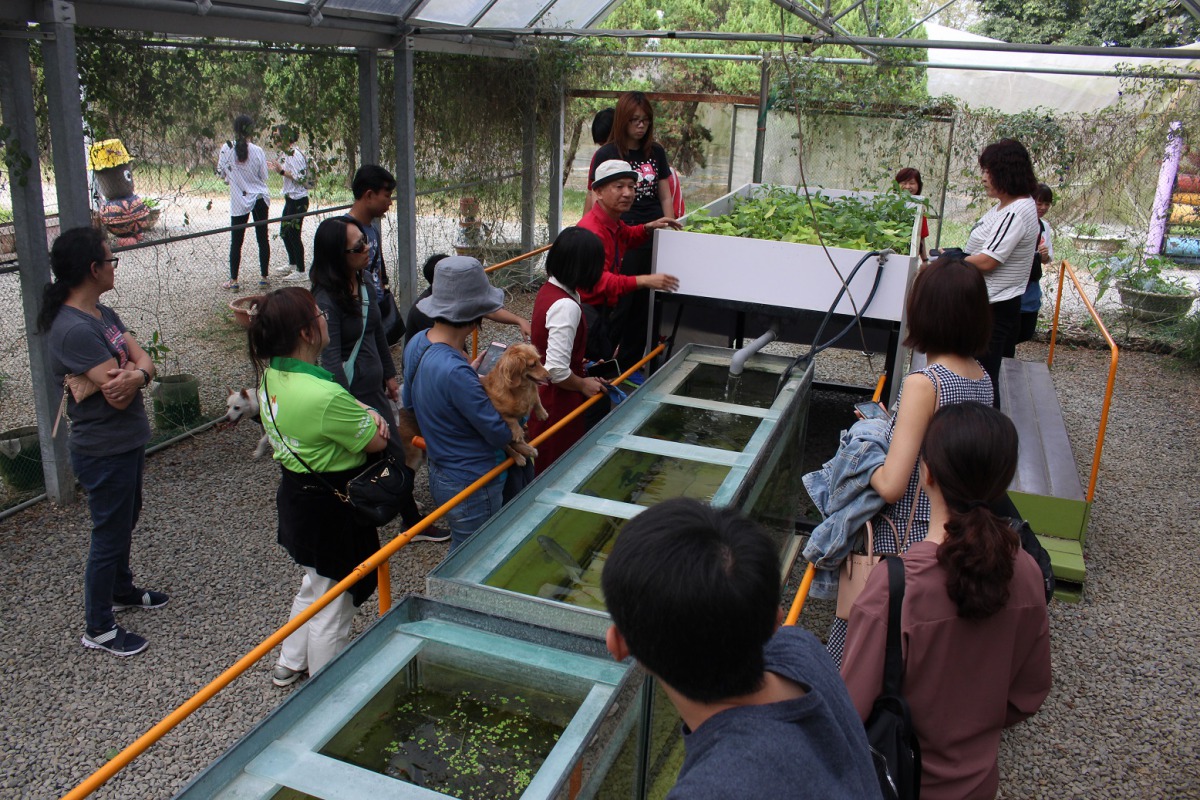 走馬瀨農場導覽員介紹有機的魚菜共生。 姚崇仁/攝