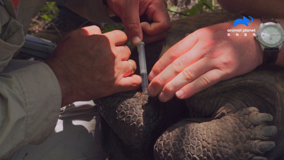 生物學家抽血液，完成史上第一份費南迪納巨陸龜亞種的科學數據。動物星球/提供
