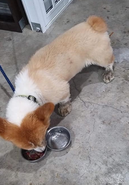 走失後掉落排水溝的柯基順利回到家。 邵柏虎/提供