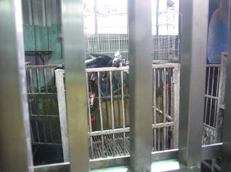 狗場內隨處可見犬隻屍體。資料照片 台灣防止虐待動物協會/提供