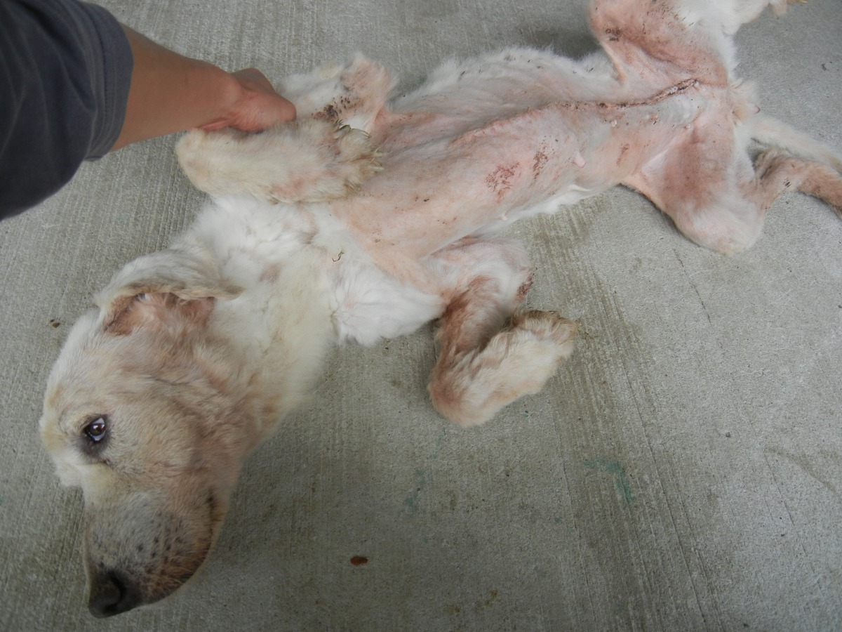 手術後2週拆線傷口也復原良好。 新北市動保處/提供