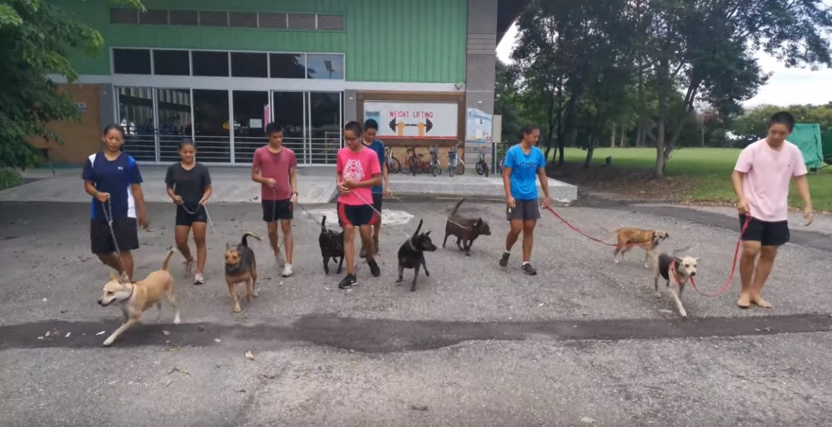舉重隊學生們帶著狗狗們外出散步。翻攝/微電影《狗狗的任務》