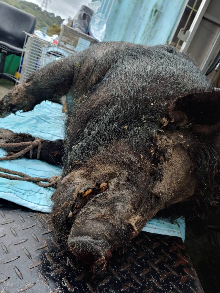 動保處將野豬屍體帶回解剖並檢驗是否有非洲豬瘟。 新北市動保處/提供