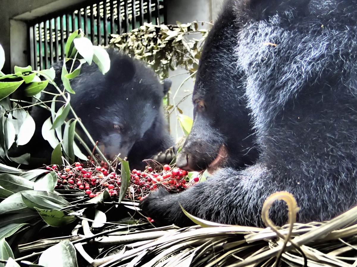 「Mulas」與「Litu」會彼此分享巒大花楸。 台東林管處/提供