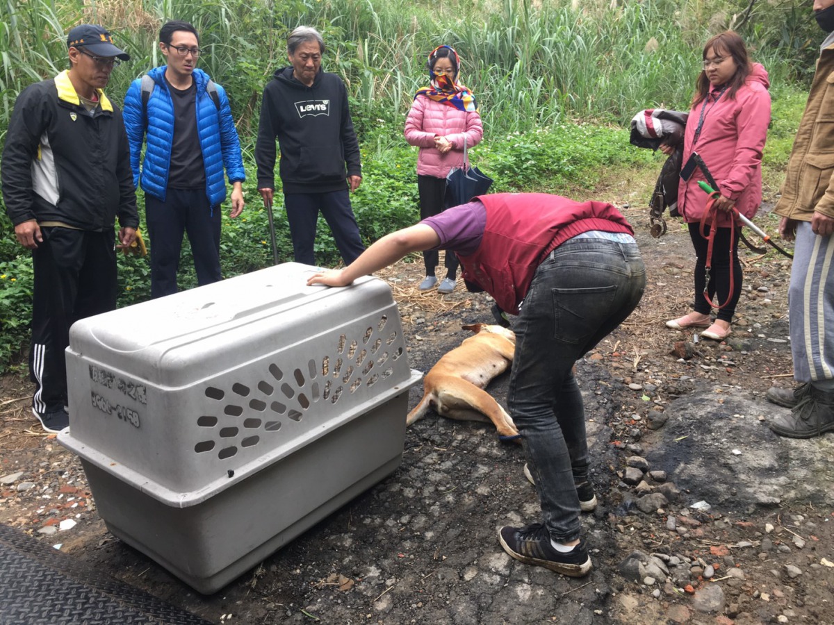 動保員將受傷的浪犬送醫治療。 新北市動保處/提供