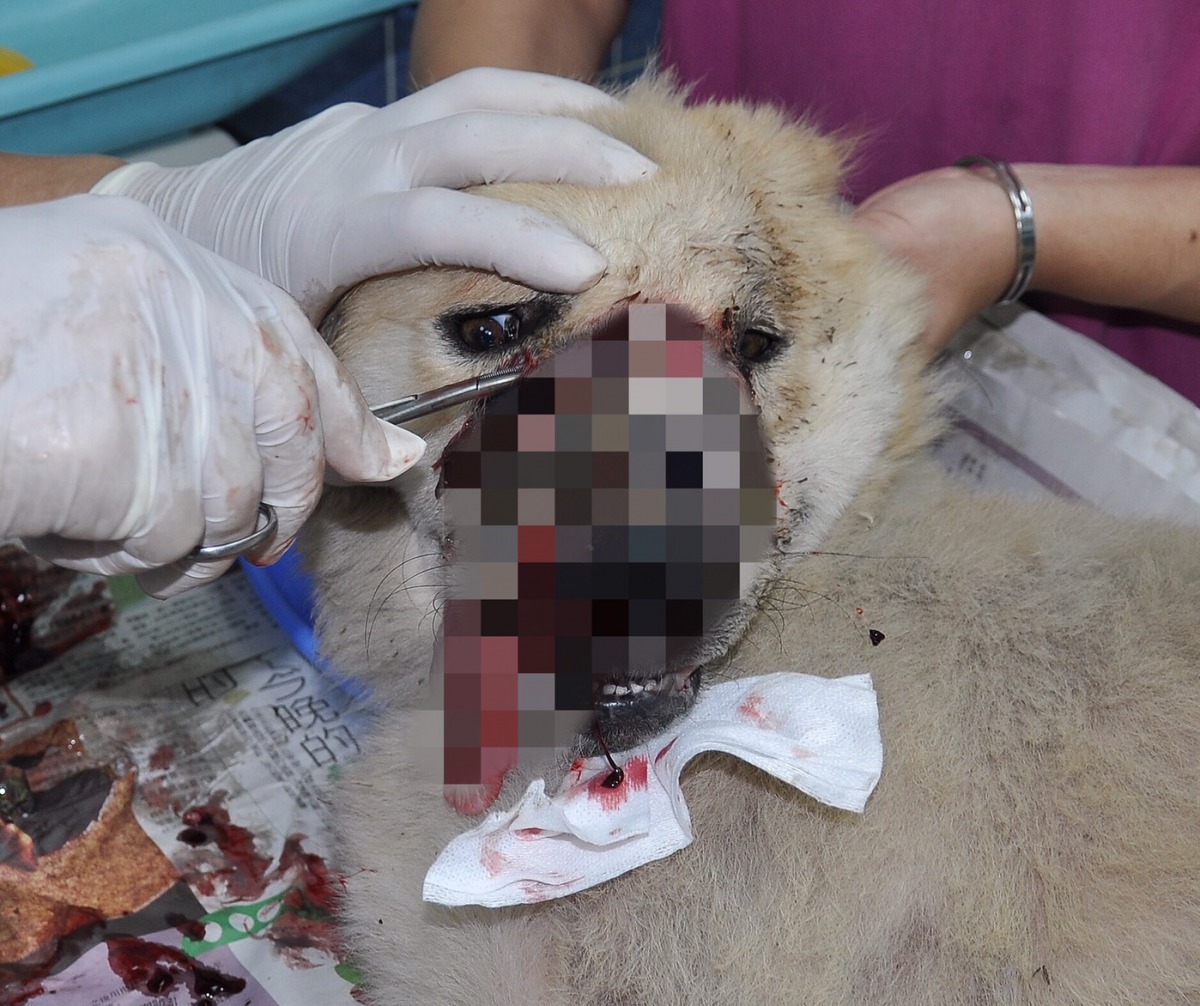 獸醫判斷「鬼臉狗」臉部的腫瘤侵犯到鼻部導致顏面扭曲。台灣動物緊急救援小組/提供