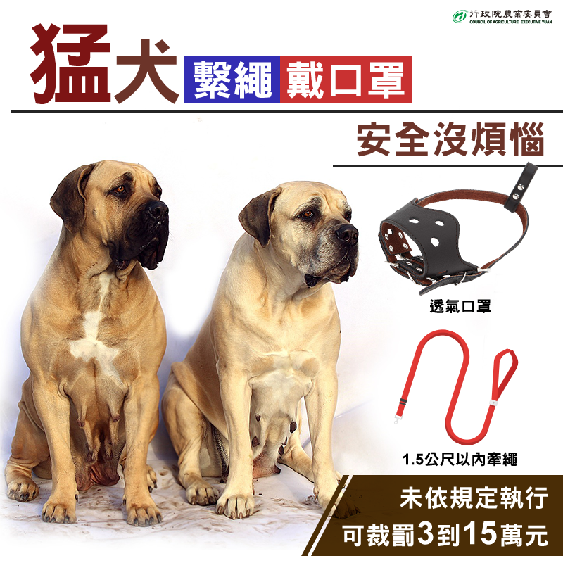 具攻擊性犬隻出入公共場所必須使用1.5公尺以內牽繩及透氣口罩等防護措施。 農委會/提供