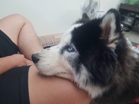 「白毛」在新家與新主人互動融洽。 新北市動保處/提供