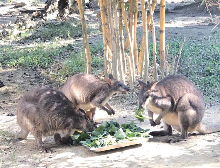 壽山動物園透過沼林袋鼠與新竹動物園、花蓮兆豐農場進行動物交流。 壽山動物園/提供