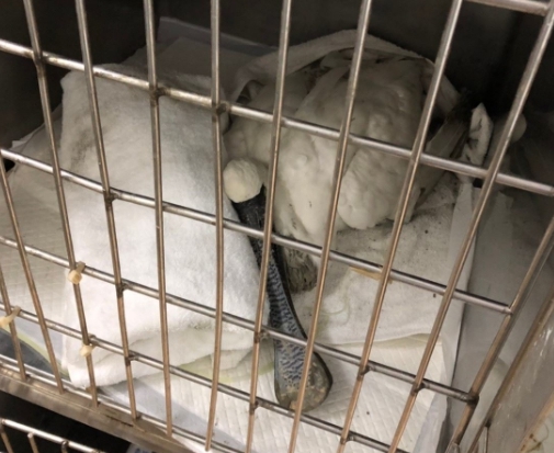 疑似肉毒桿菌中毒的黑面琵鷺,目前有5隻住院觀察中。 嘉義縣政府/提供