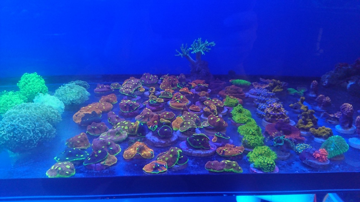 活體珊瑚向來深受民眾青睞，常被水族業者引進或是旅客夾帶入境作為觀賞用途。 海保署/提供