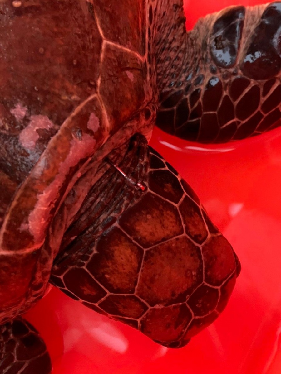 海龜的脖子遭魚鉤刺傷。 第六岸巡隊/提供