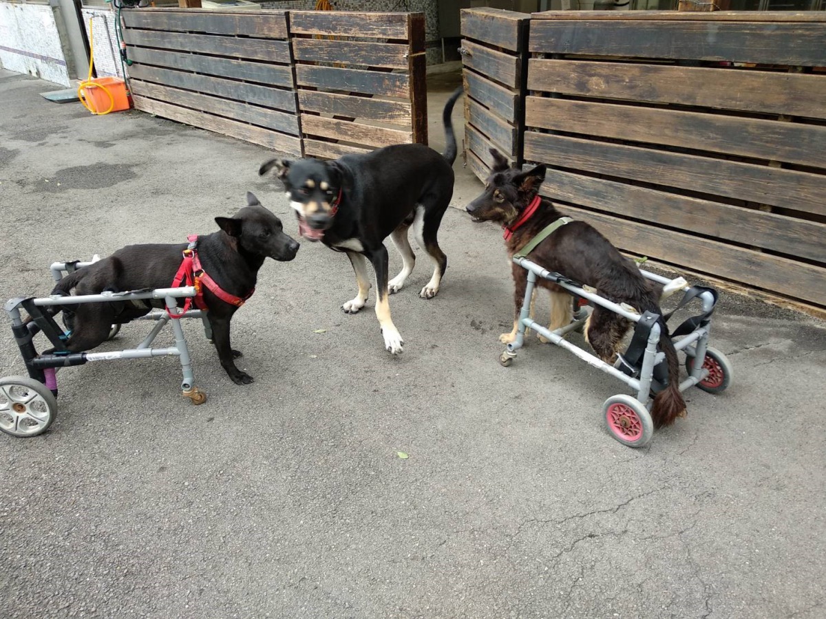 動物之家車禍受傷的浪犬並沒有被放棄生命,而是透過輪椅開心地活下去。 新北市動保處/提供