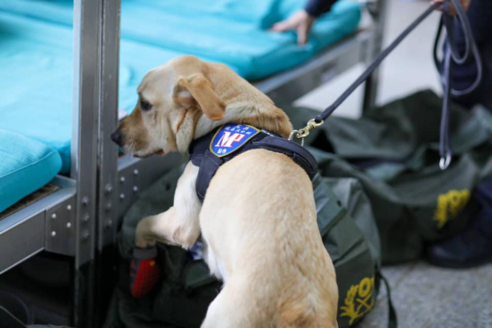 成軍第一天,緝毒犬就前往營區搜索毒品。翻攝/憲兵指揮部