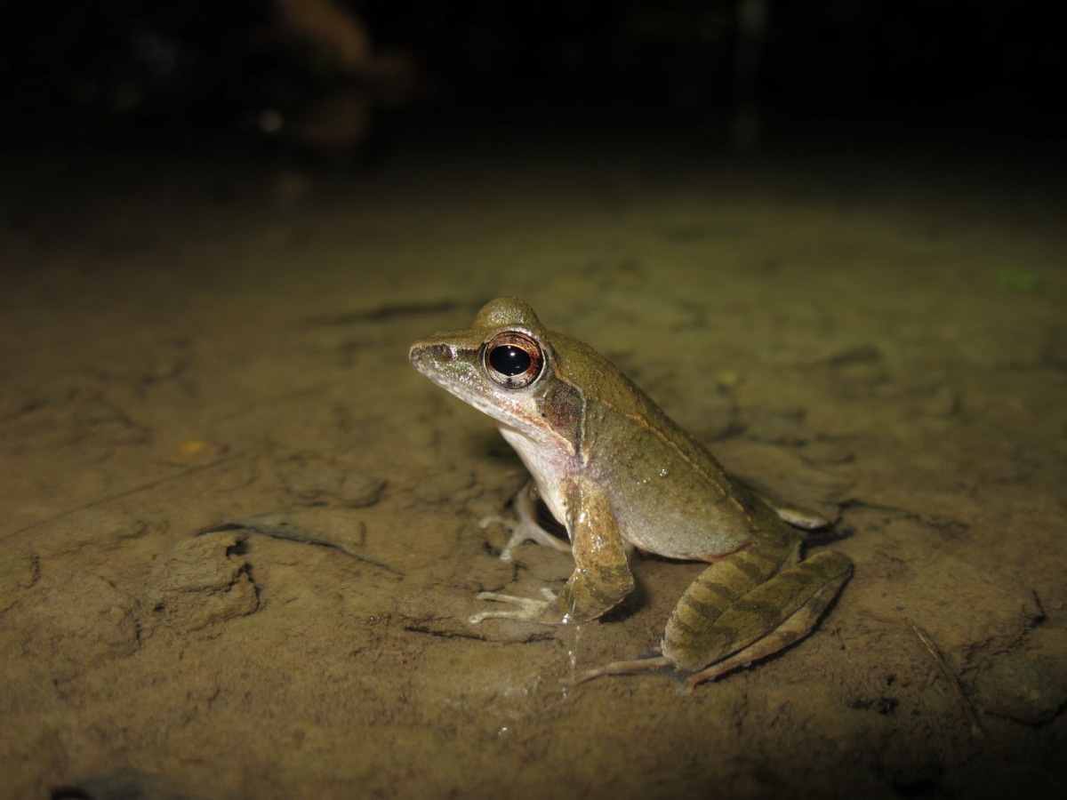 每年10月可以看到梭德氏赤蛙會聚集在與湖連接的小溪流中生殖。特生中心/提供(林春富/攝)