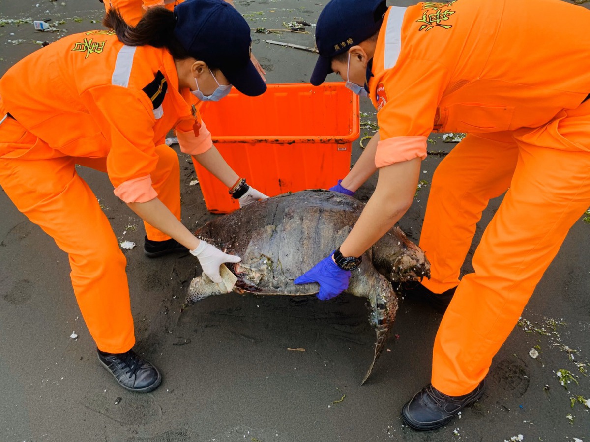 台南也有一隻死亡保育類欖蠵龜,身上可見多處傷口。 第一一岸巡隊/提供