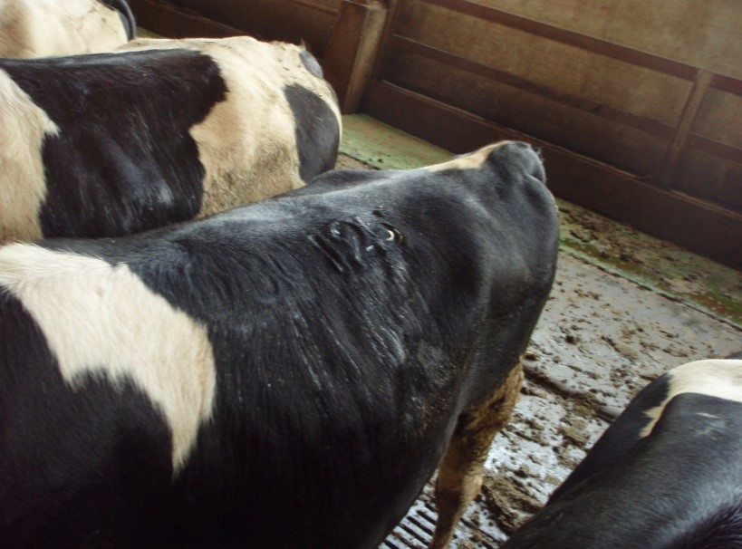 剛完成冷烙印的乳牛,約1至3週後會長出白色毛。 新北市動保處/提供