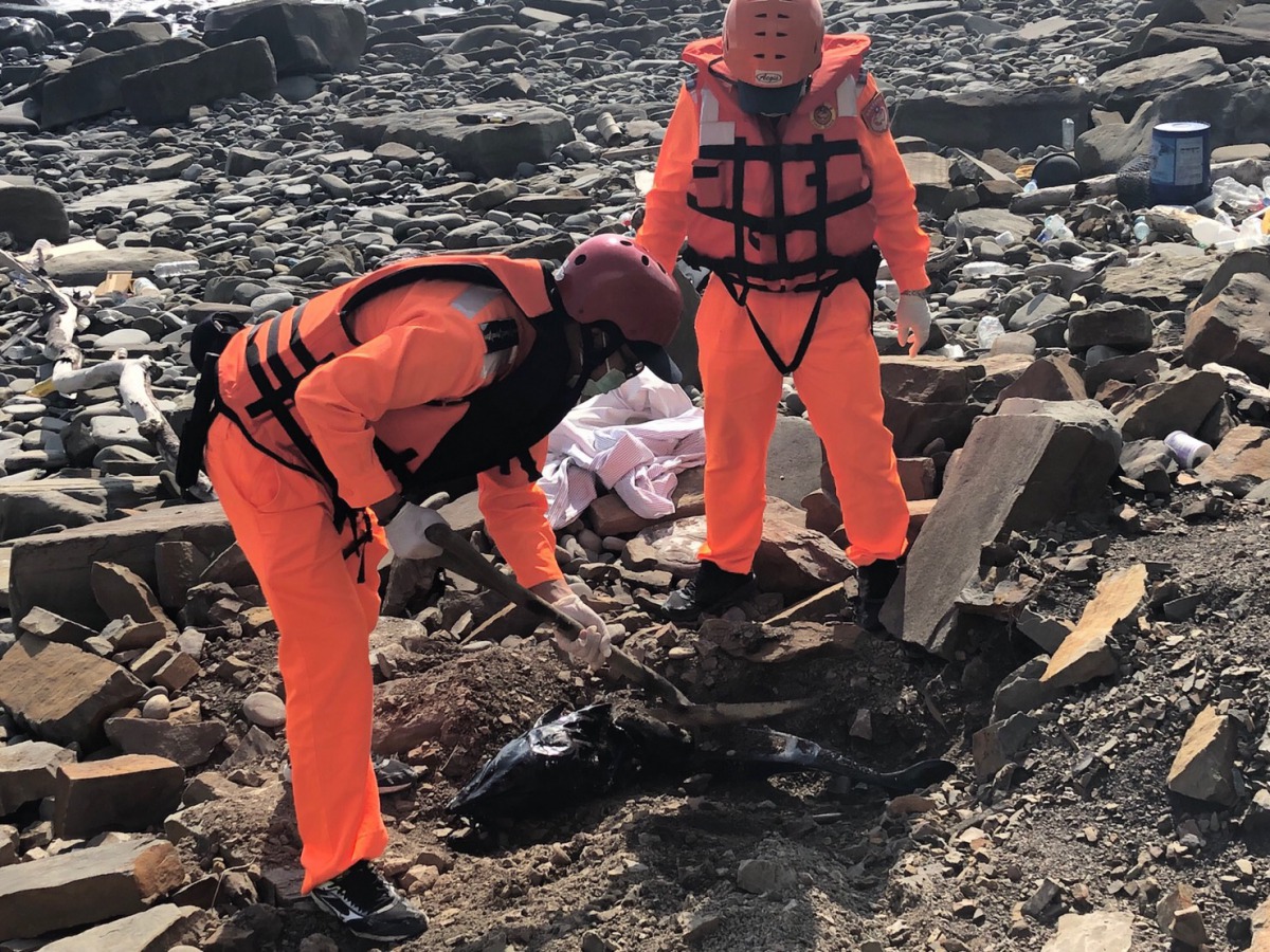 海巡人員將弗氏海豚屍體就地掩埋。 第六岸巡隊/提供