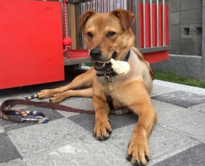 動保處希望透過「乖乖」的例子,造福更多收容所的動物。 新北市動保處/提供