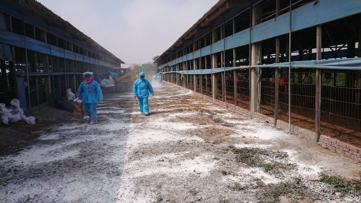 雲林縣針對發生過禽流感的案例場，復養延長成63日，這期間會再做一次消毒。雲林縣政府/提供