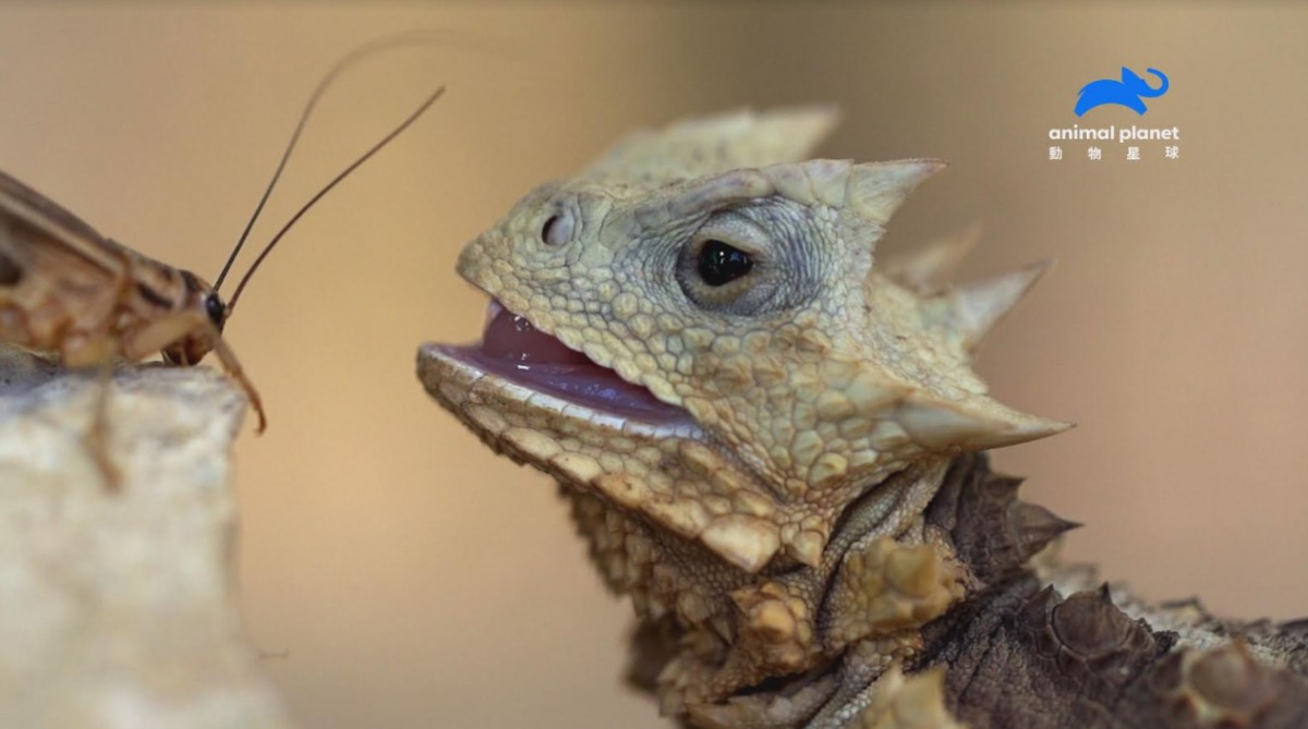 大角蜥的獵食速度比響尾蛇還快2倍。 動物星球頻道/提供