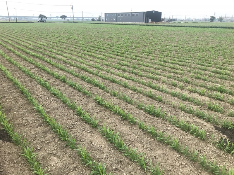 薏苡為秋行軍蟲愛吃作物。 防檢局/提供