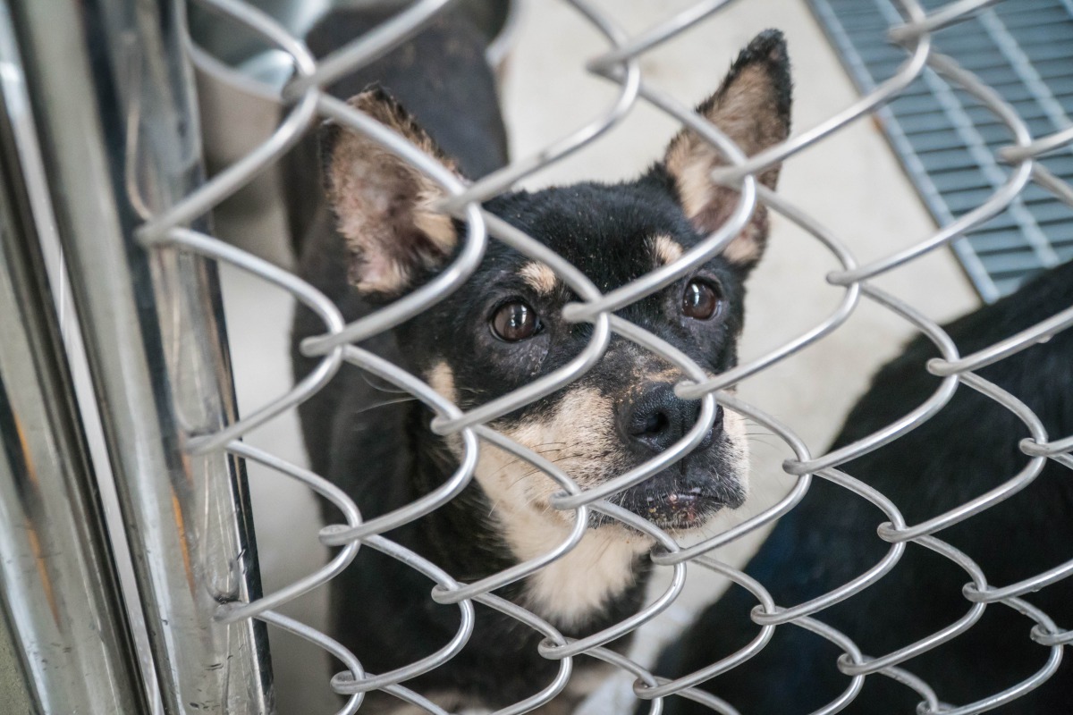 從私人狗場救出的米克斯相當親人，正等待著一個溫暖的家。 TSPCA/提供