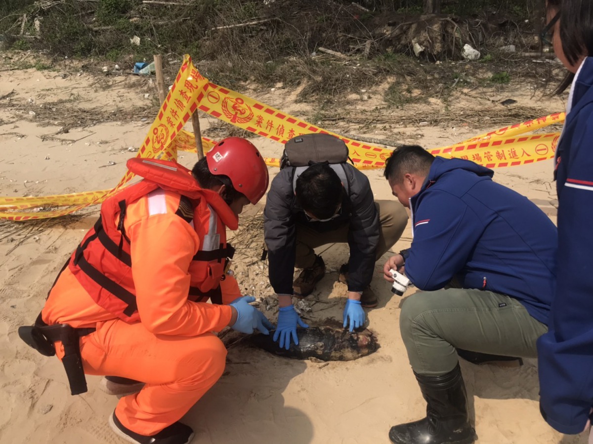 17日海山美岸際又發現到1隻擱淺死亡露脊鼠海豚。第九岸巡隊/提供
