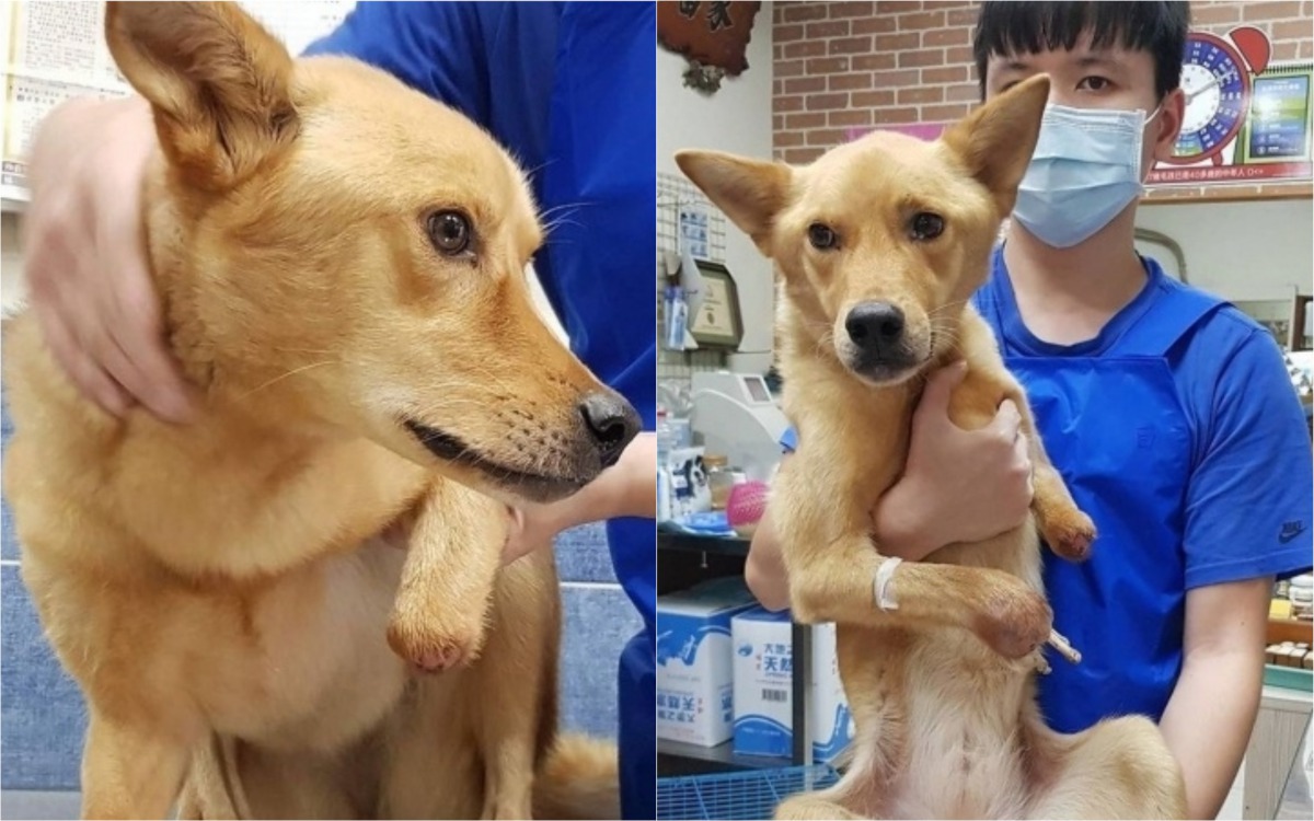 雙腳斷掉的流浪犬目前在動物醫院治療中。台灣動物緊急救援小組/提供