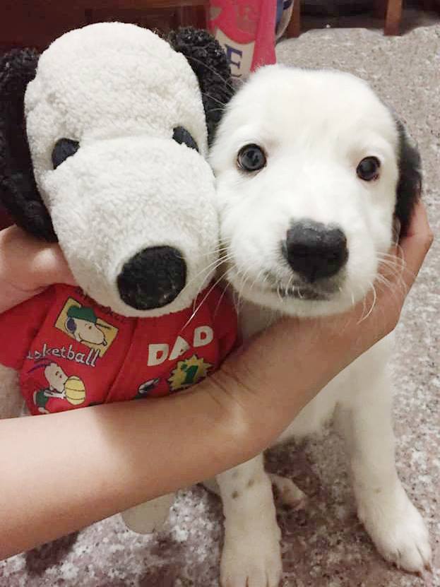 狗明星「史努比與阿肥柴的瘋日記」明(3)天將會現身在南紡購物中心與大家見面。  南紡購物中心/提供