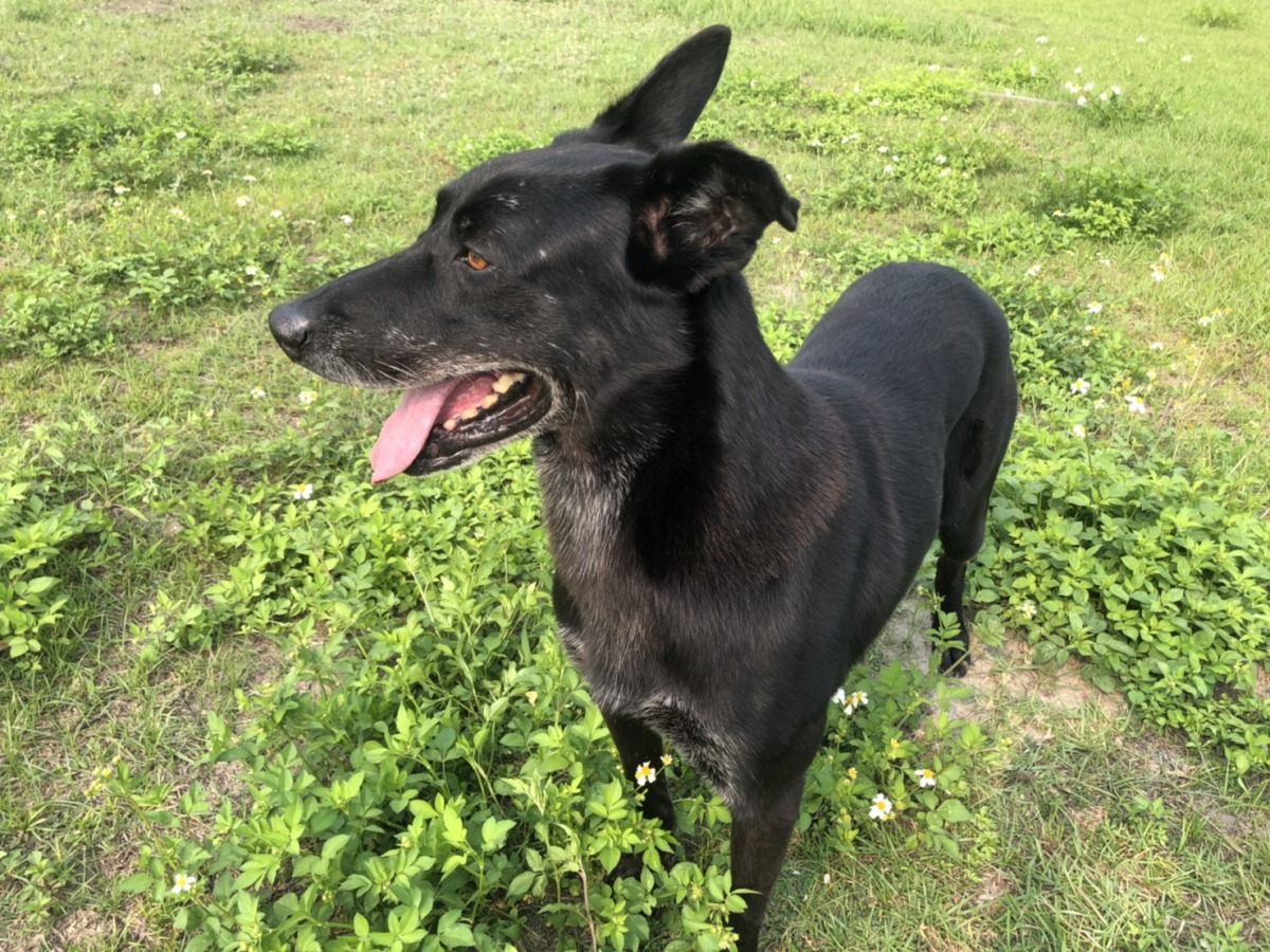 8歲比利時狼犬「Pumba」。消防署/提供