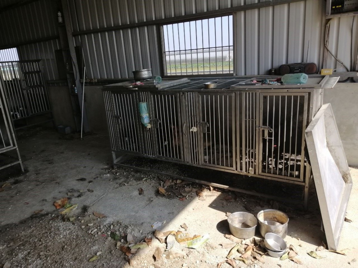 犬貓都被關在鐵籠內，並無獲得妥善照顧。 嘉義縣政府/提供
