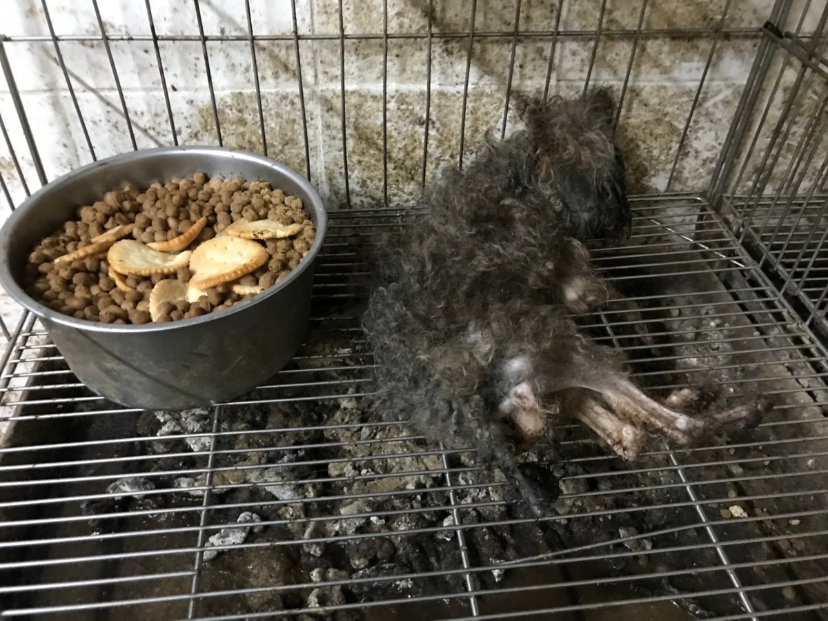 其中一隻狗狗被稽查人員發現時已死亡。 台中動保處/提供