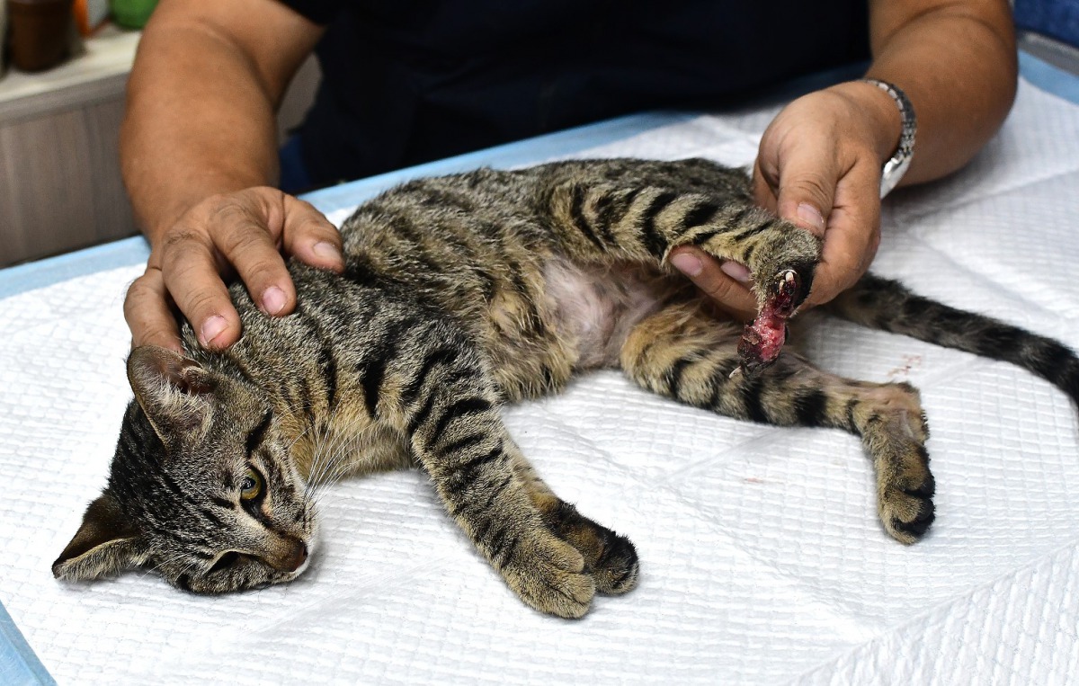 5月10日高雄市岡山區發現的遭受鋏夾傷的浪貓。台灣動物緊急救援小組/提供
