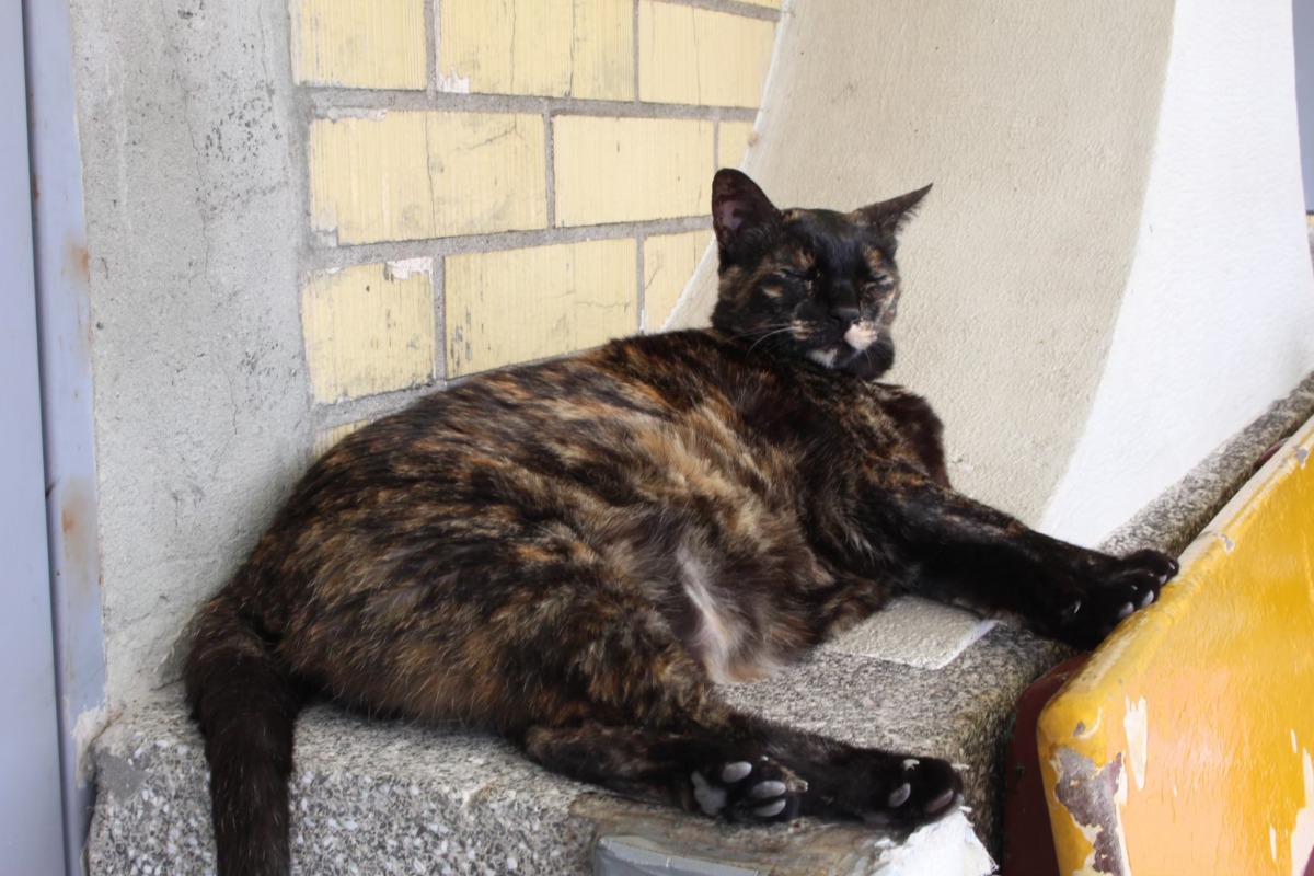猴硐的貓咪雖然可愛但是盡量不要觸摸、逗弄。 姚崇仁/攝