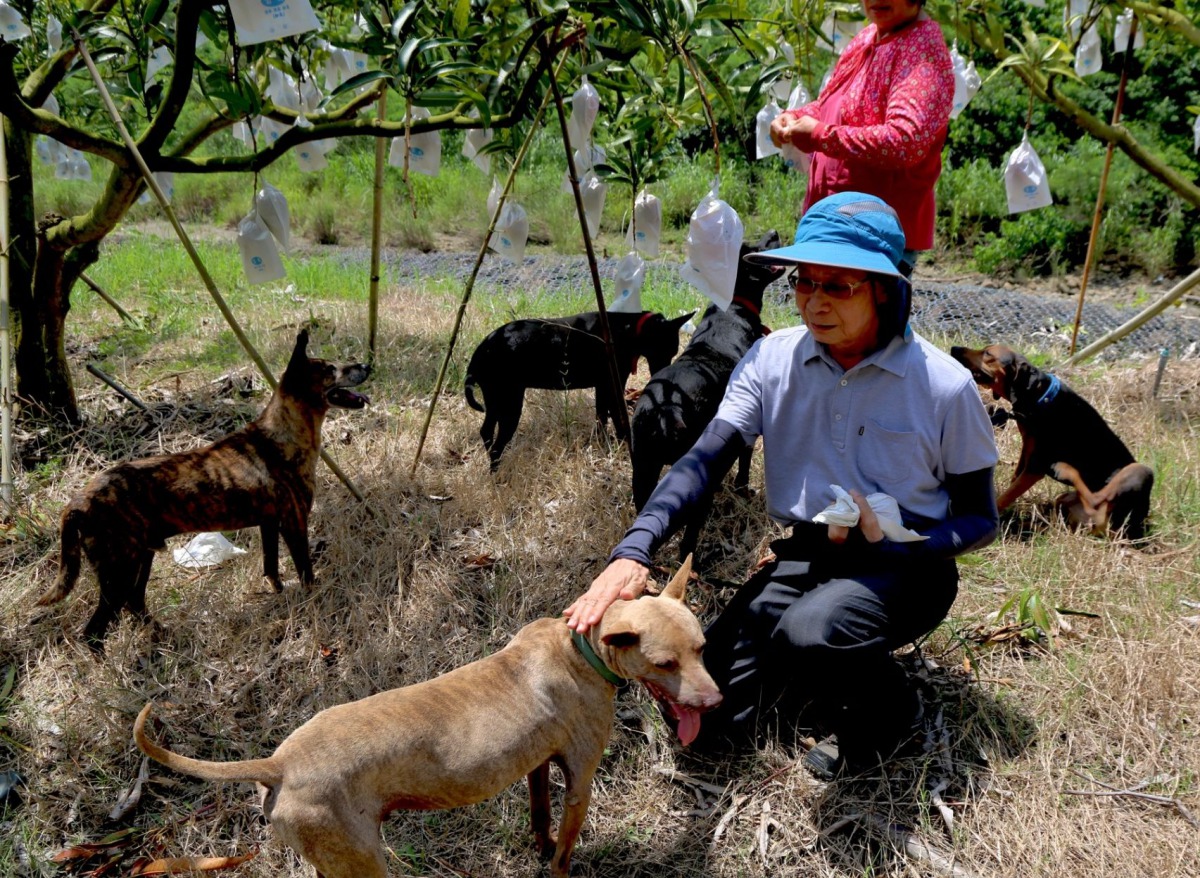 中華民國保護動物協會李朝全理事長與狗來富家園代養的狗狗們。 資料照片 李朝全/提供
