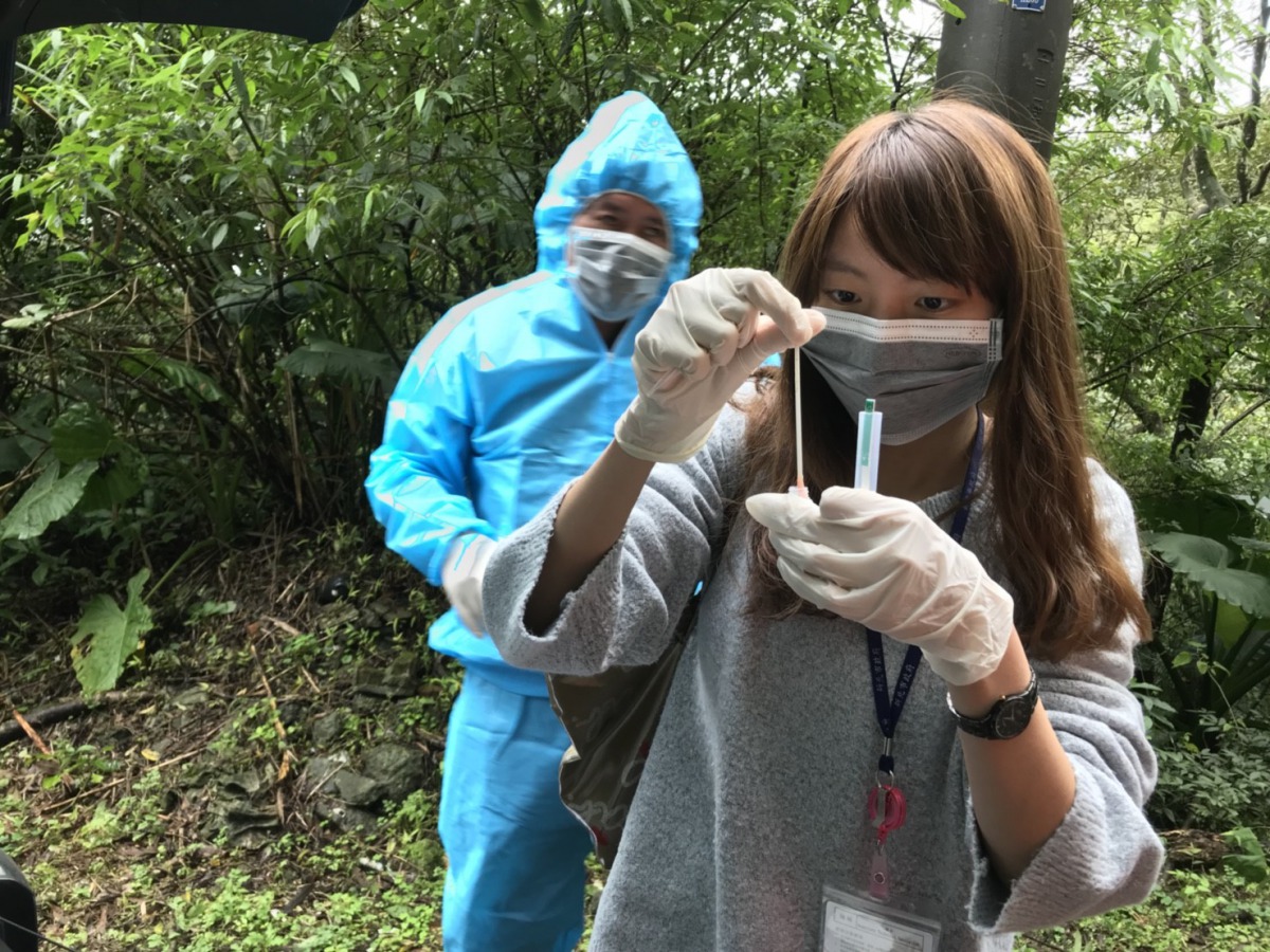 動保處人員對雞肉進行禽流感快篩檢測。 新北市動保處/提供