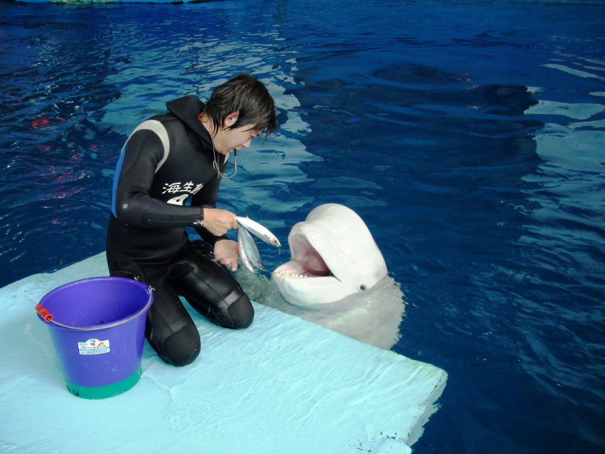 目前海生館的白鯨僅存3隻，因此需要更重視牠們飲食。 海生館/提供