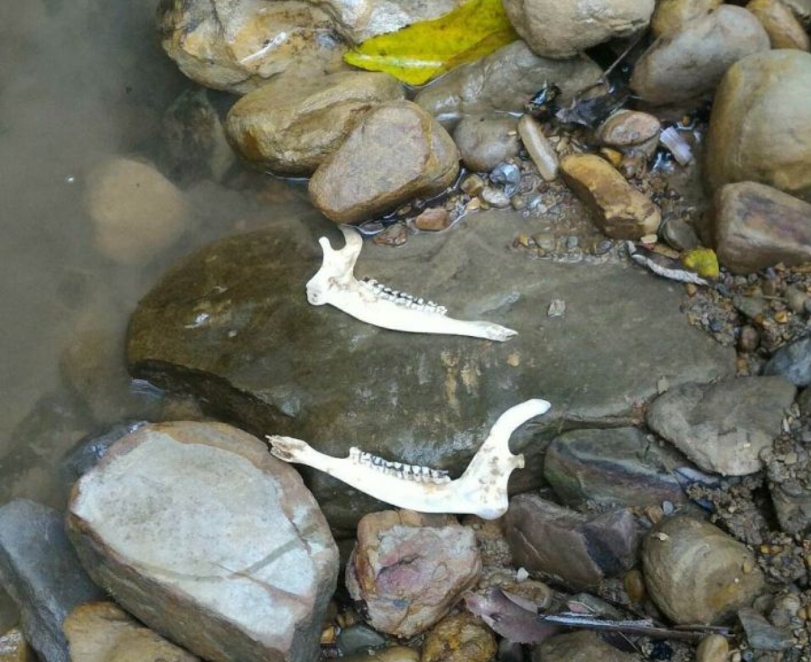 動保處會同發現民眾到牡丹溪只發現到零星的山羌遺骸。 新北市動保處/提供