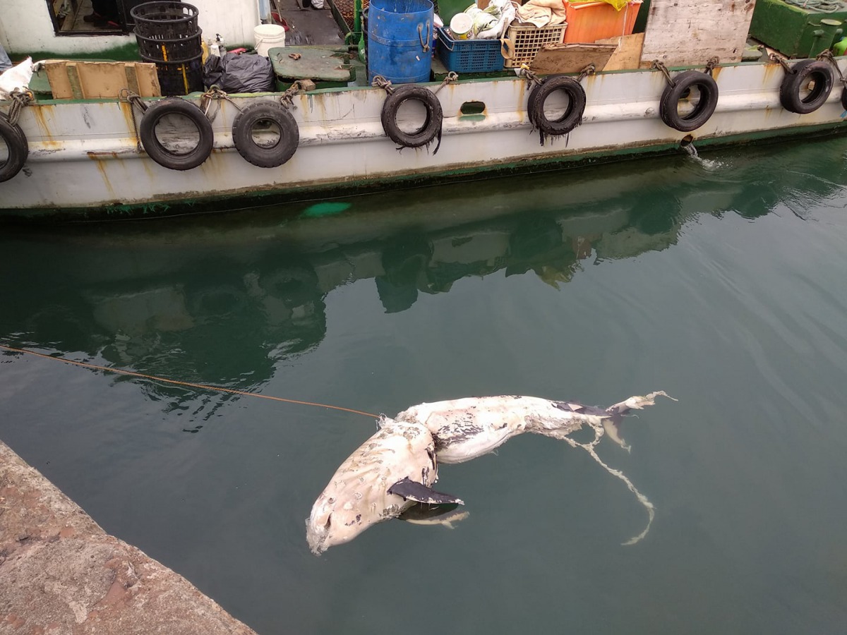 2月底開始陸續傳出虎鯨死亡的消息。成大海洋生物及鯨豚研究中心/提供