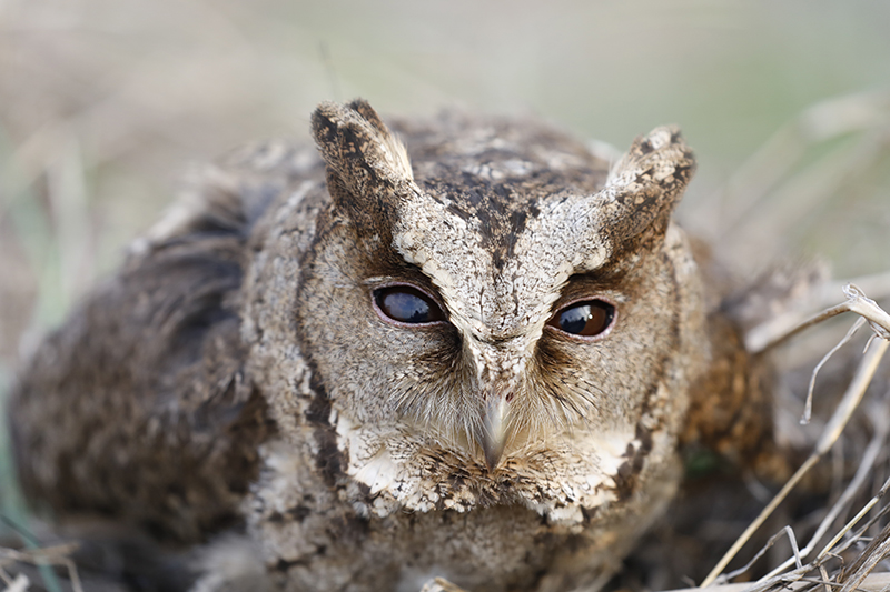 都市常見的領角鴞屬於第二級保育動物。 謝先生/提供