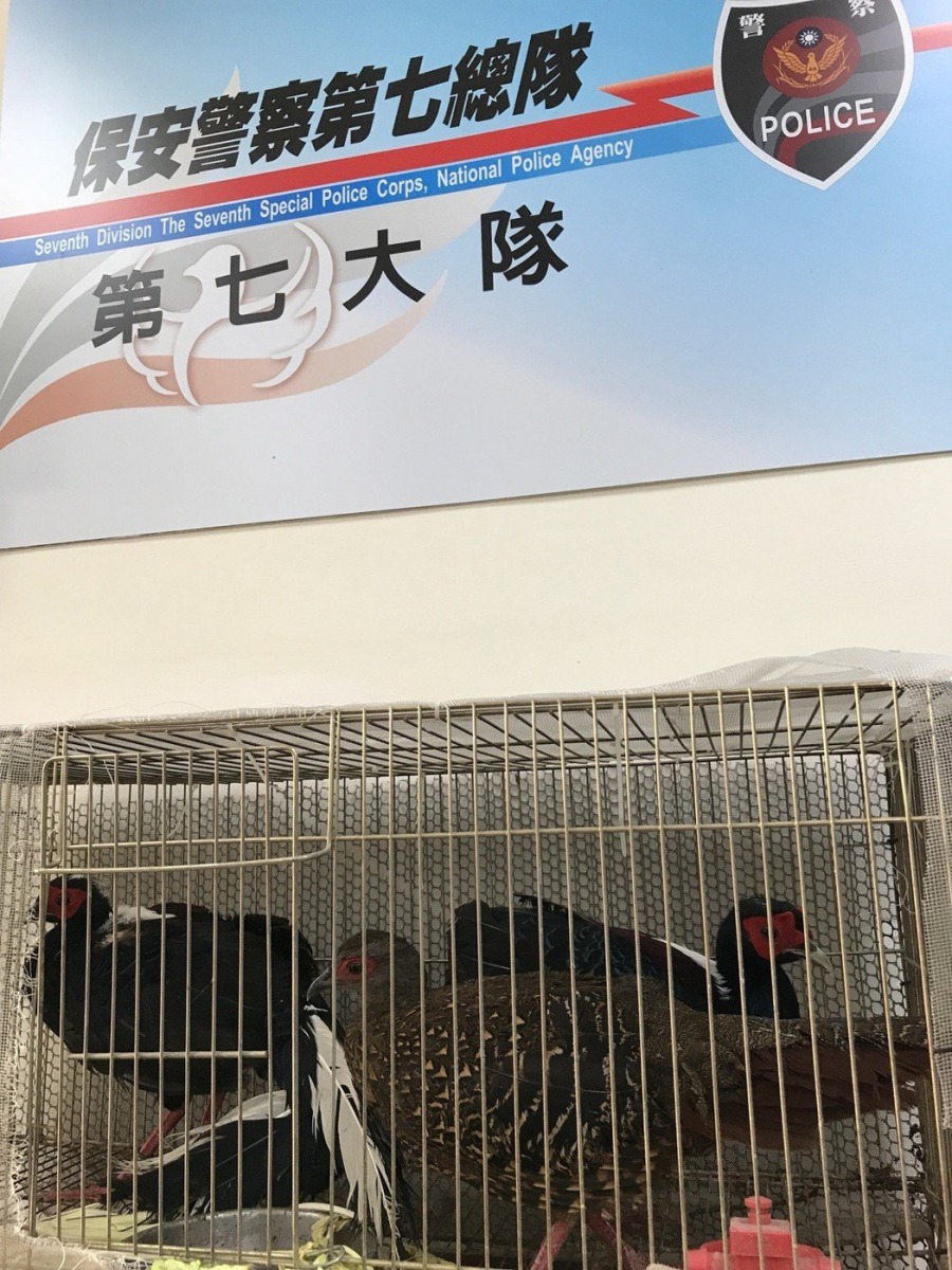 3隻藍腹鷴已交由農業處檢查身體狀況。保七總隊第七大隊/提供