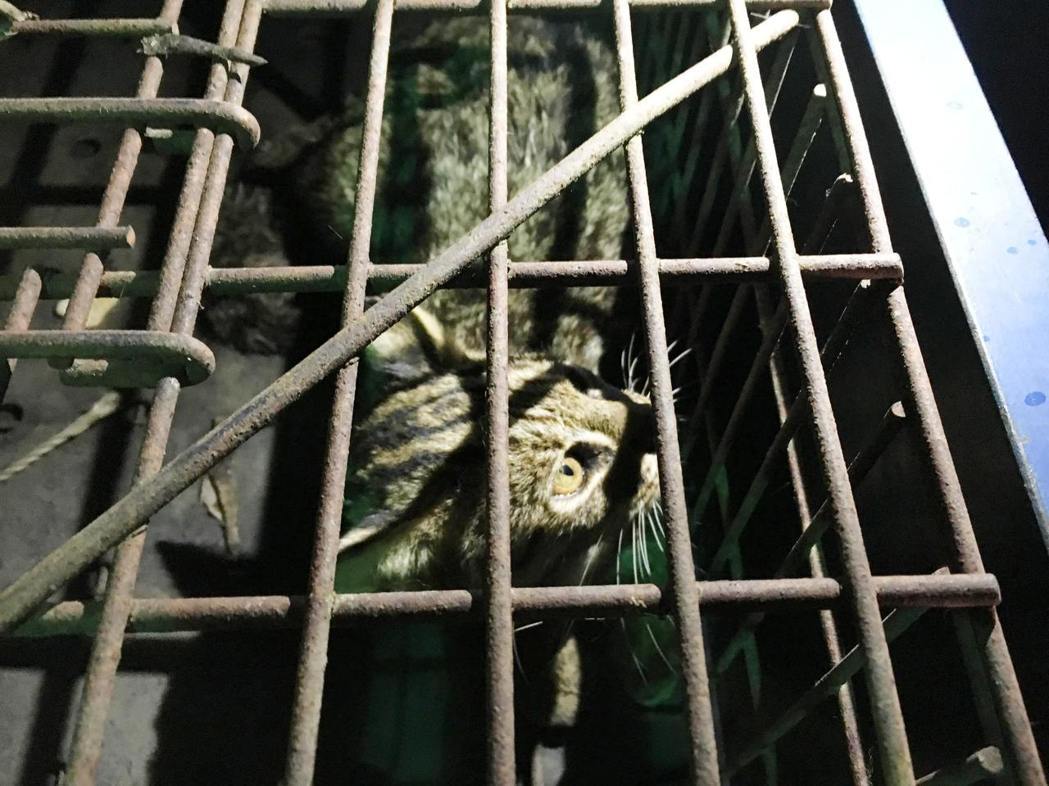 受傷的母石虎痊癒後將進行野放。 台中市農業局/提供