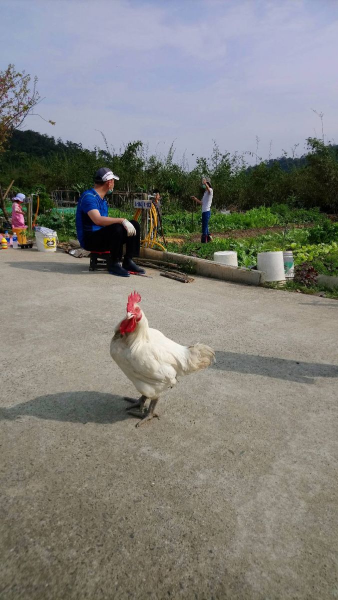 被休閒農場領養的流浪雞。 新北市動保處/提供