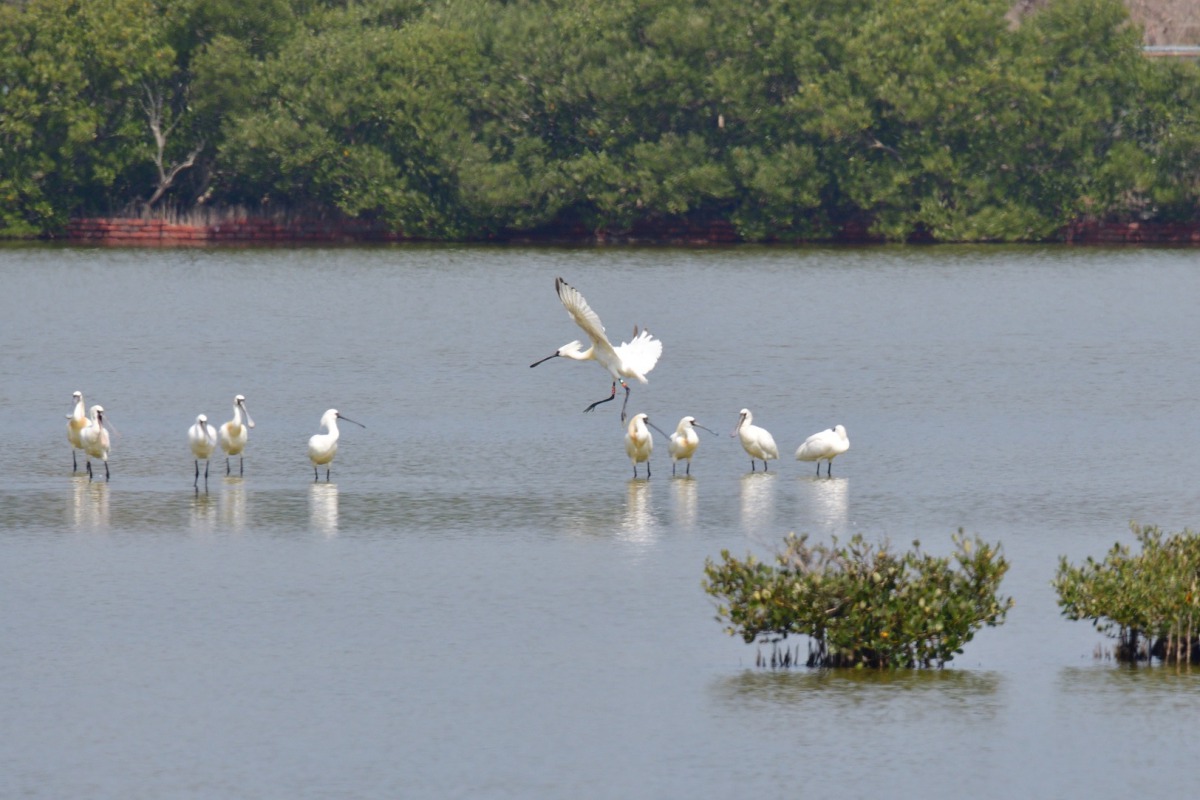黑琵順利回到同伴身邊。 拍鳥俱樂部黃進財鳥友/提供