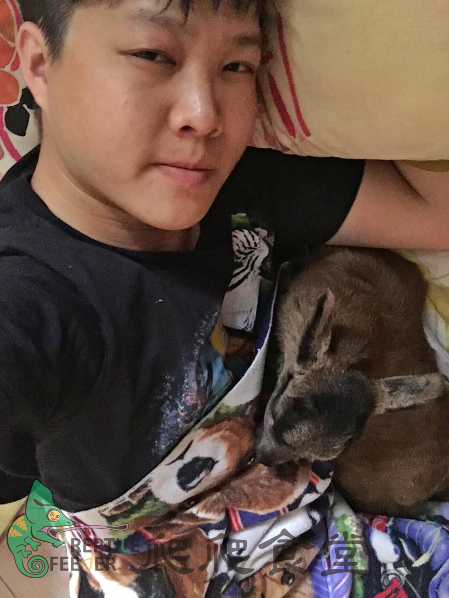 與「薑母鴨」關係親密的洪鼎楊，因為很擔心牠睡的不好甚至陪牠在地板上睡了一晚。 爬爬食堂/提供