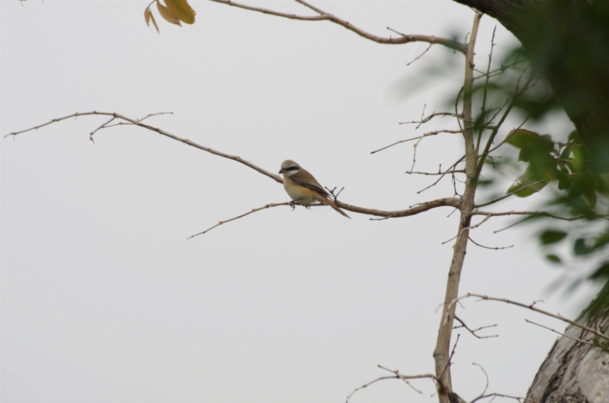 保育類過境鳥紅尾伯勞同樣也現身在中洲濕地。 高雄市工務局/提供