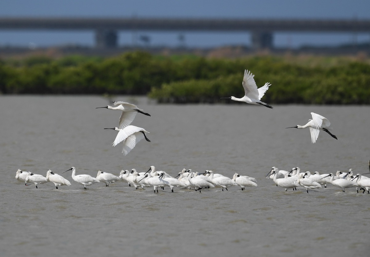 台南沿海濕地為黑面琵鷺重要的棲息地。 邱仁武/提供