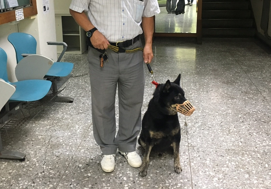 「黑皮」完全康復後由民眾認養回家。 新北市動保處/提供